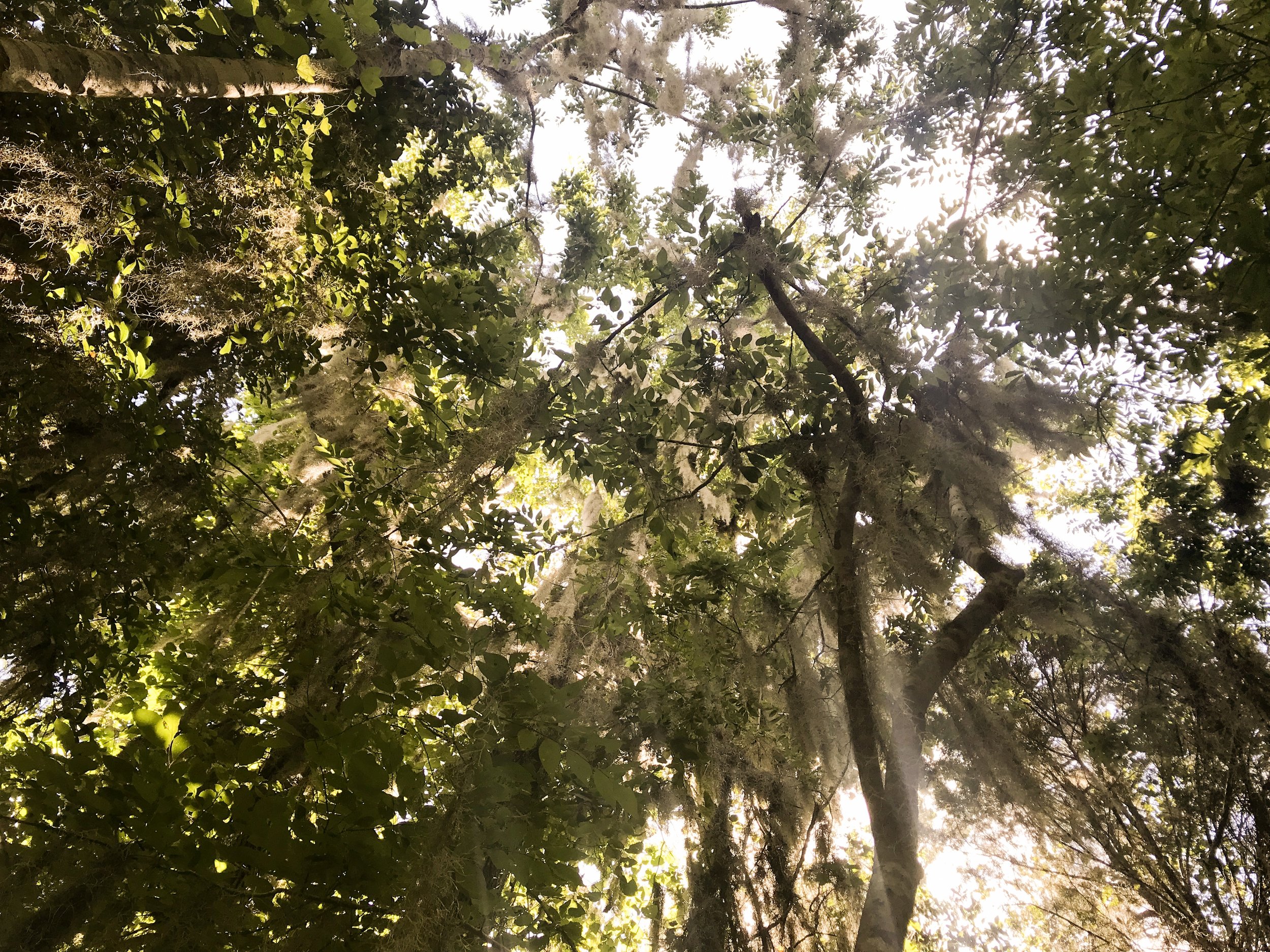 jean-lafitte-national-park5092.jpg