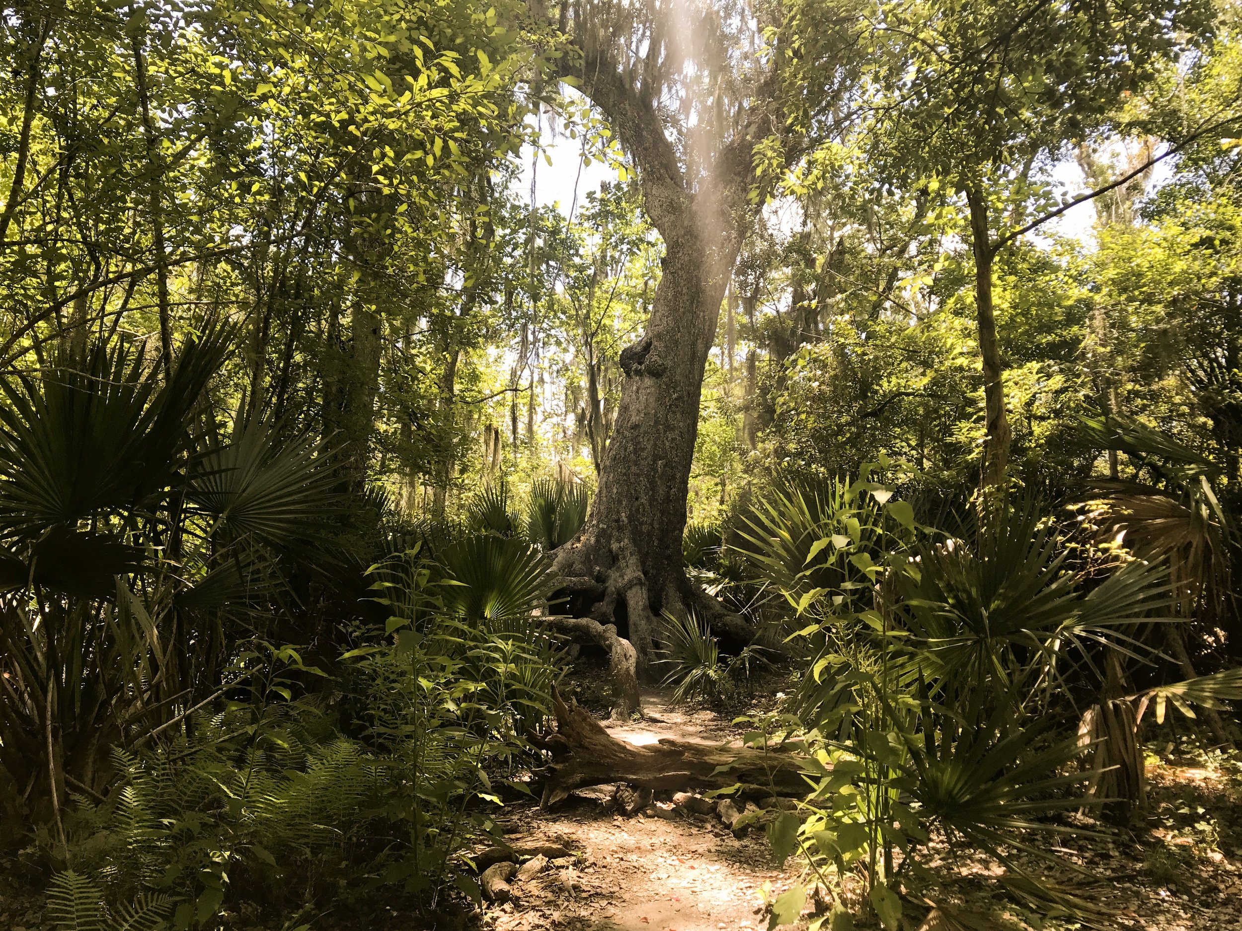 jean-lafitte-national-park5094.jpg