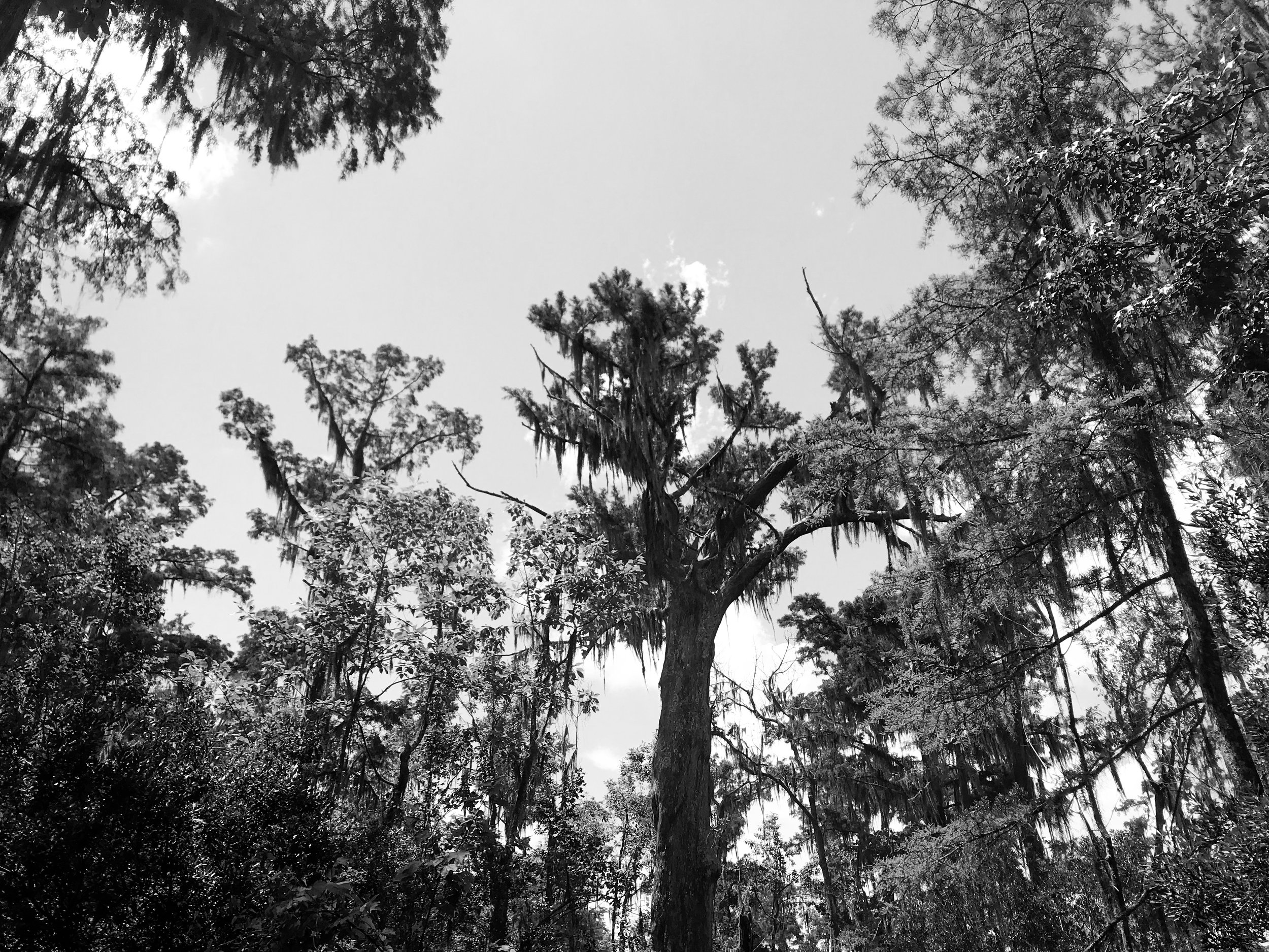 jean-lafitte-national-park5099.jpg