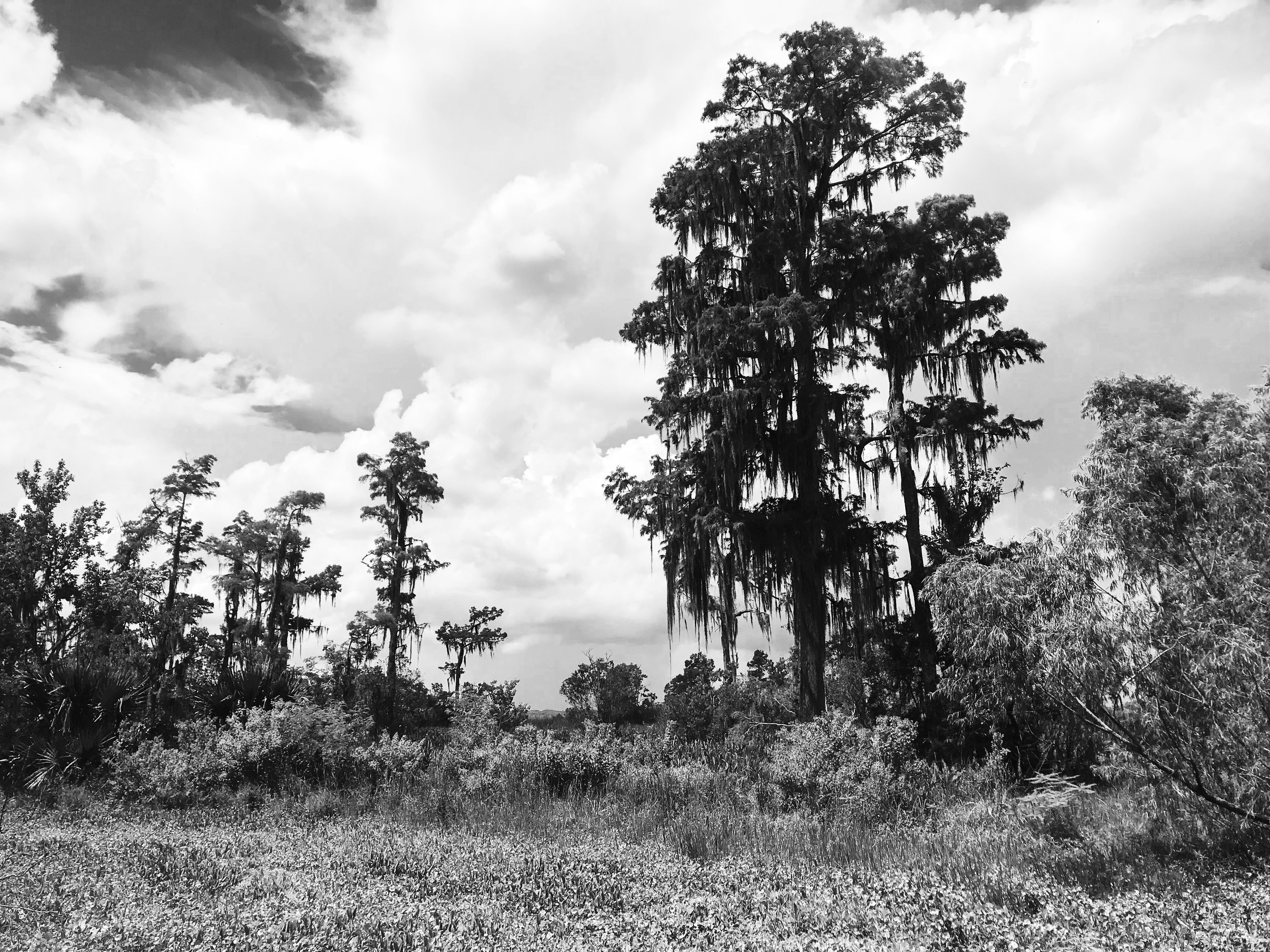 jean-lafitte-national-park5104.jpg
