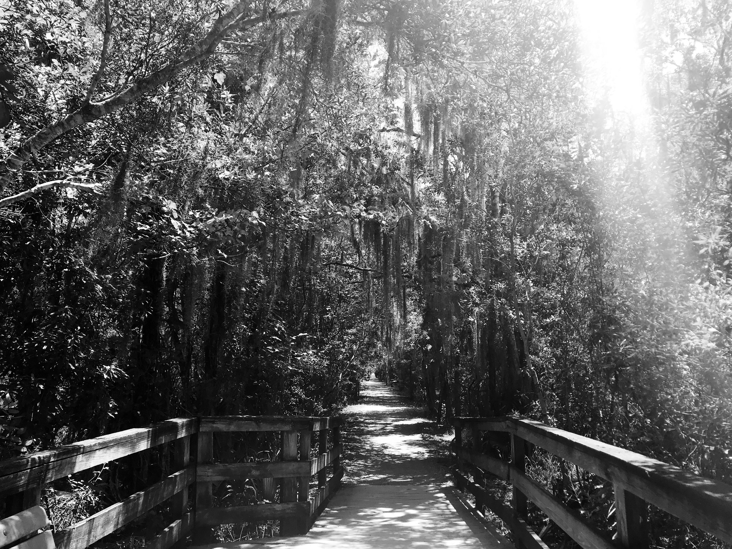 jean-lafitte-national-park5107.jpg