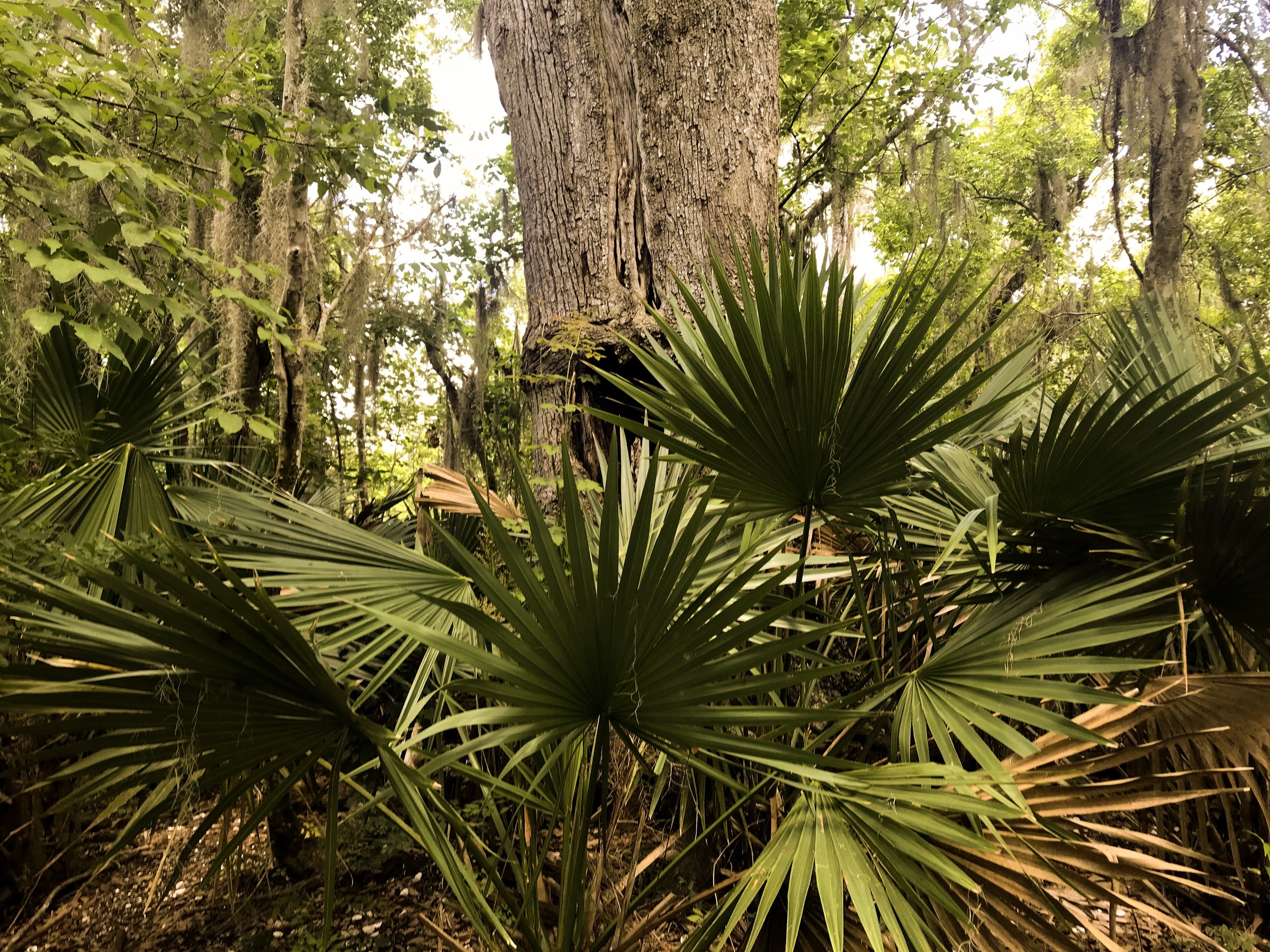 jean-lafitte-national-park5118.jpg