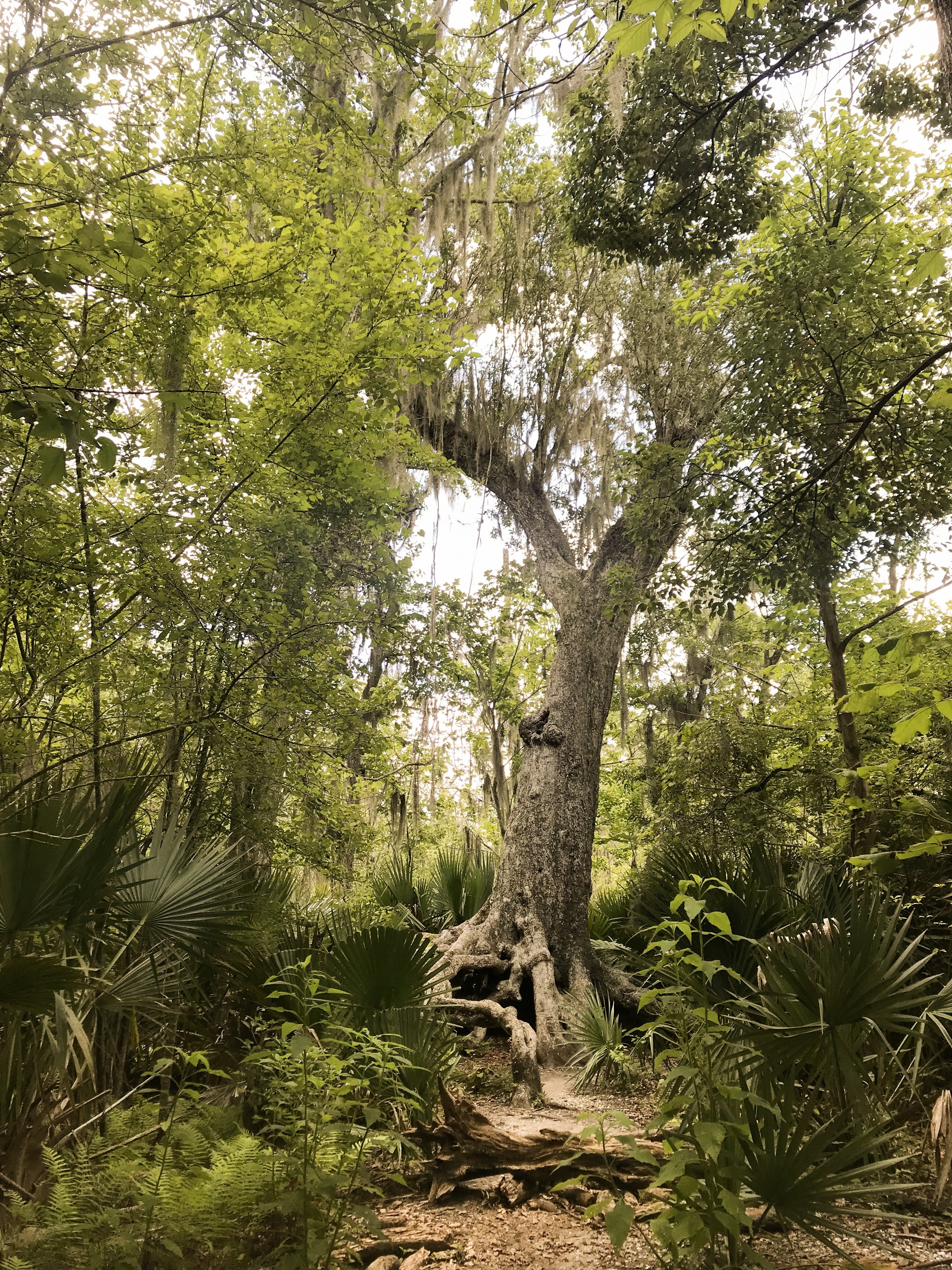 jean-lafitte-national-park5122.jpg