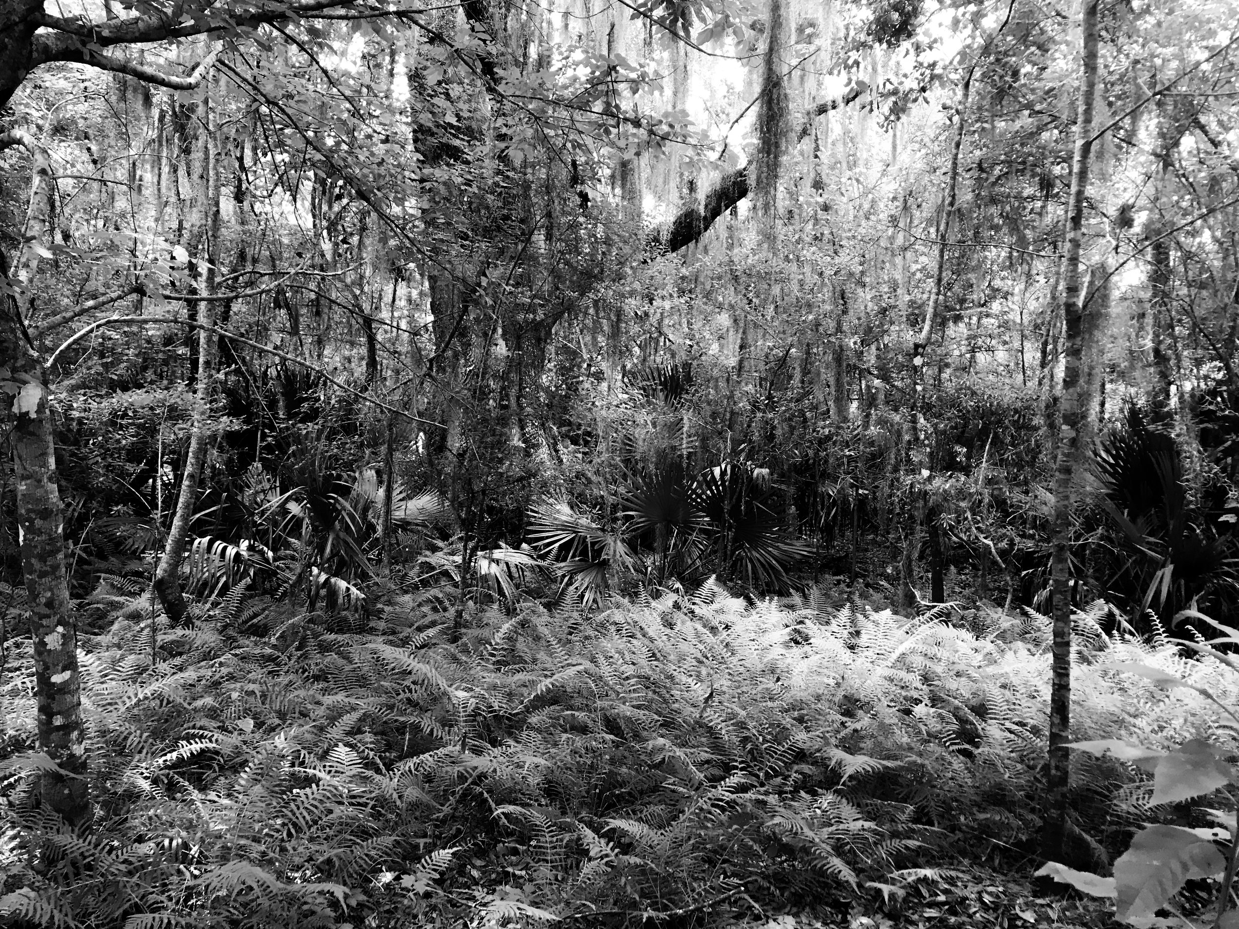jean-lafitte-national-park5128.jpg