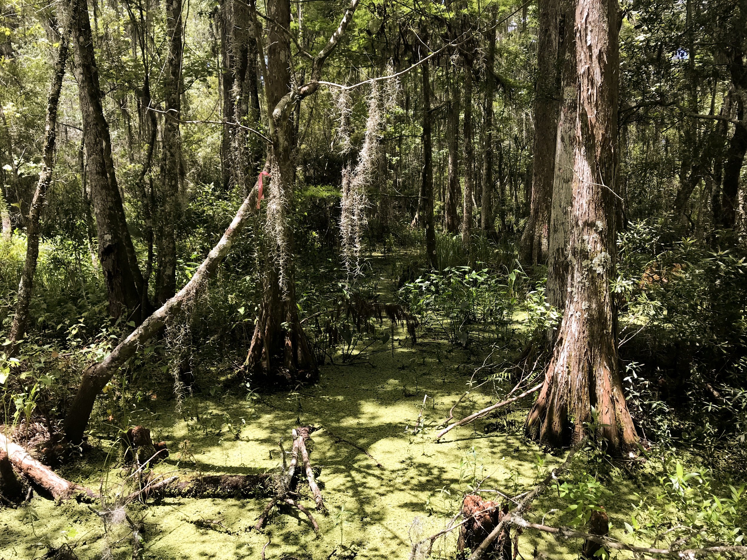 jean-lafitte-national-park5200.jpg