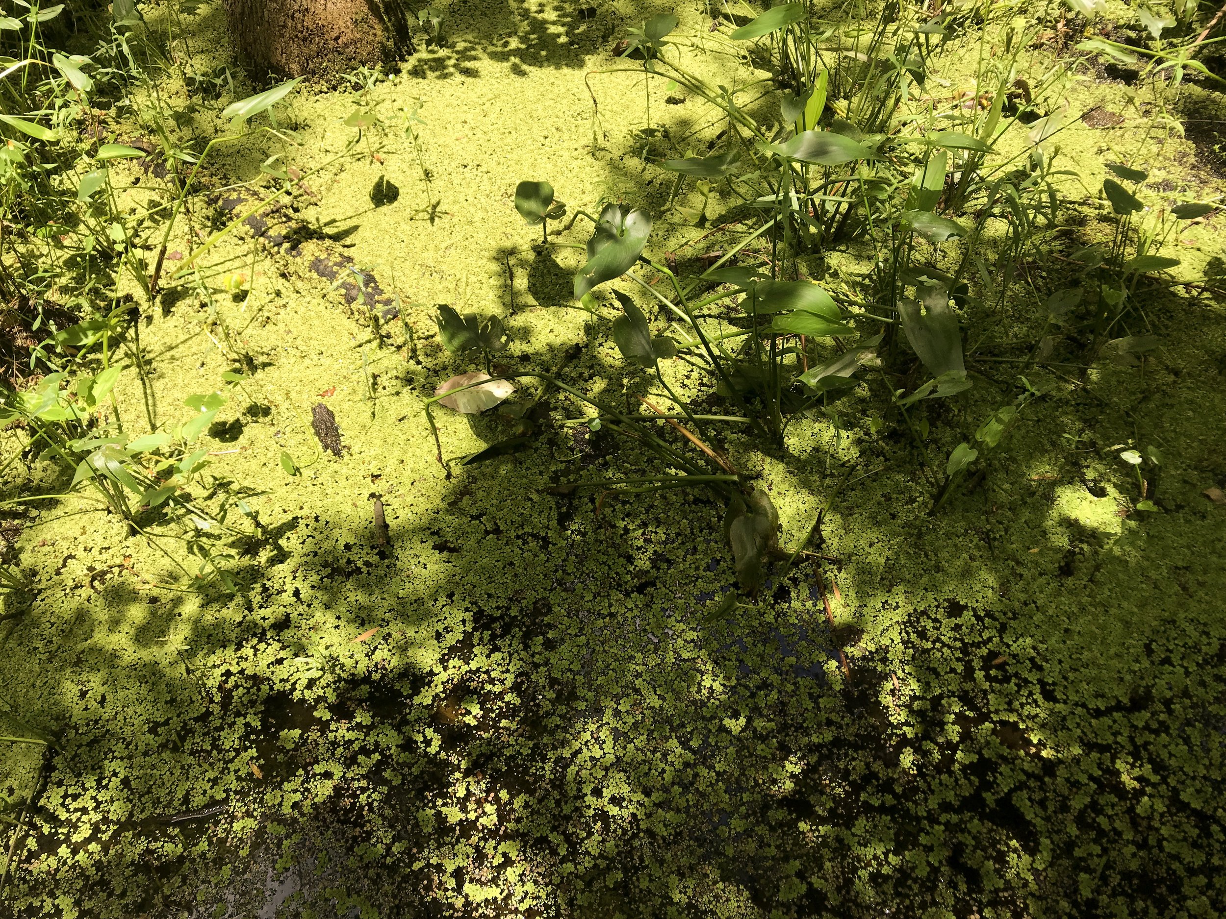 jean-lafitte-national-park5210.jpg