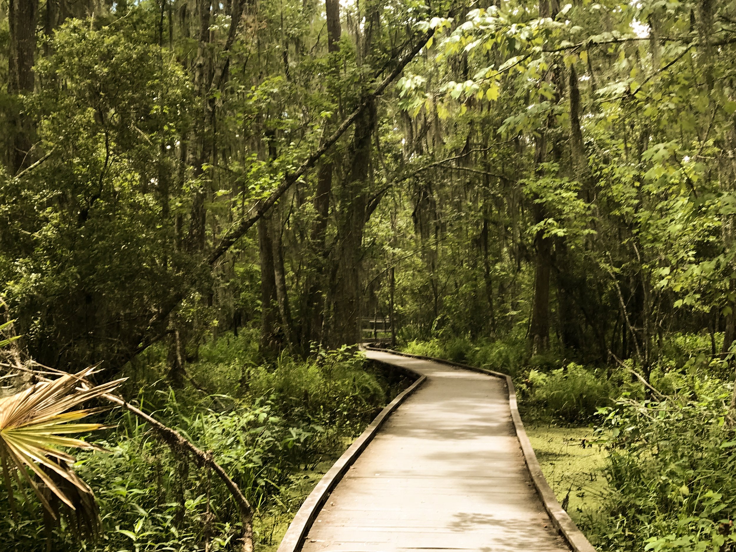 jean-lafitte-national-park5205.jpg