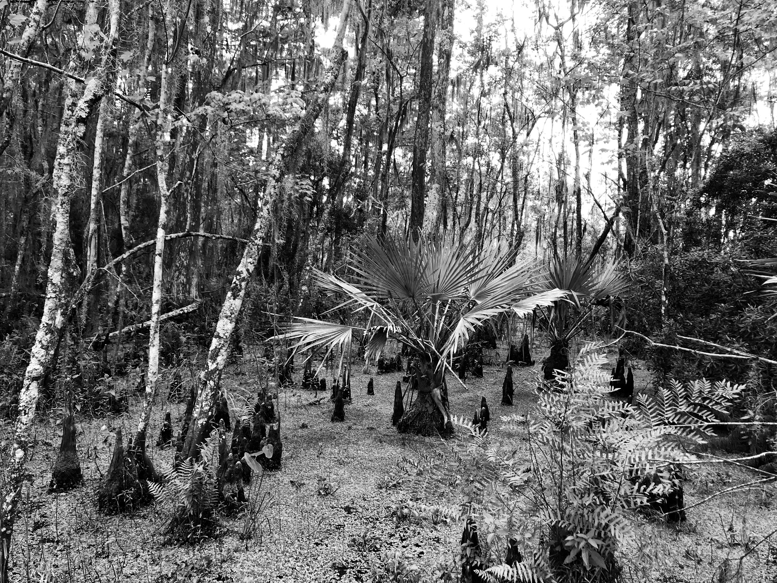 jean-lafitte-national-park5213.jpg
