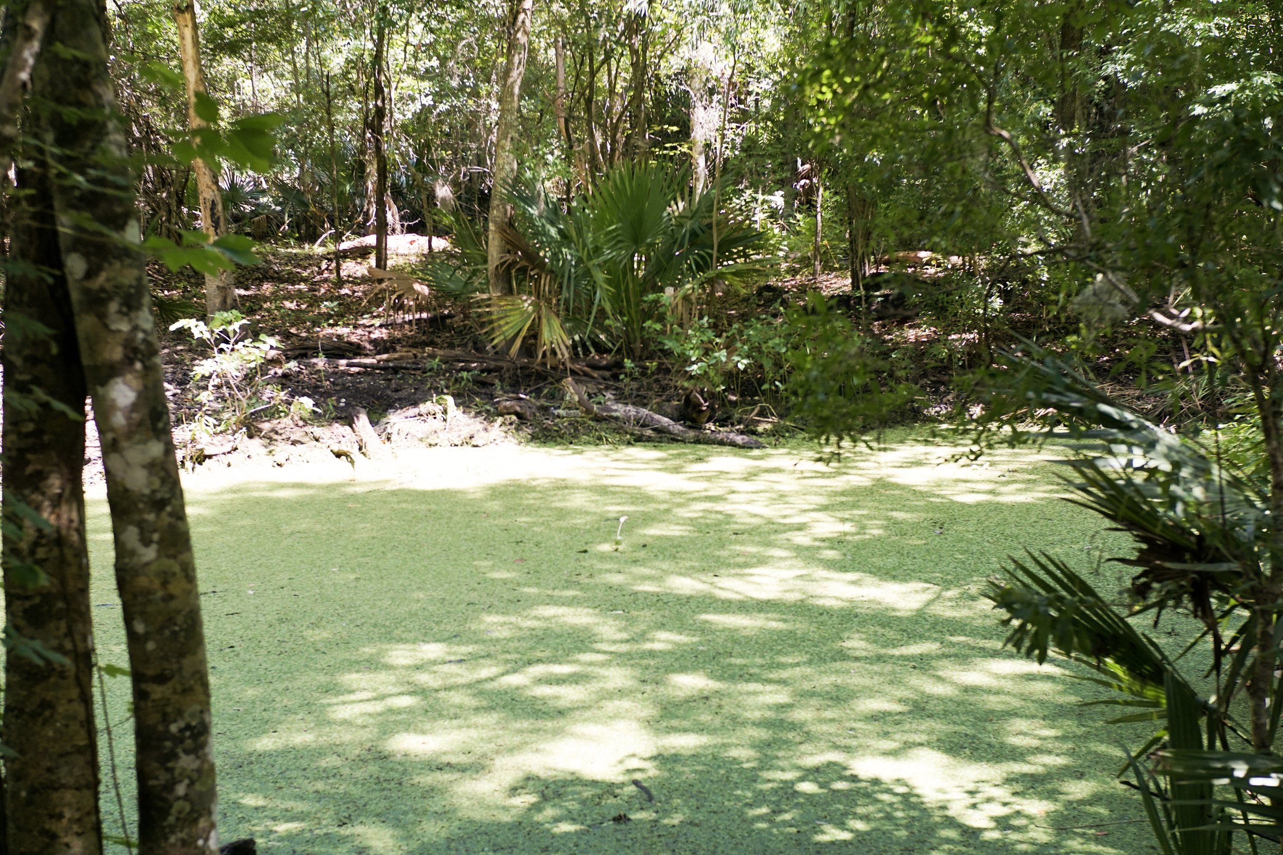 ORG_DSC00755.jpg