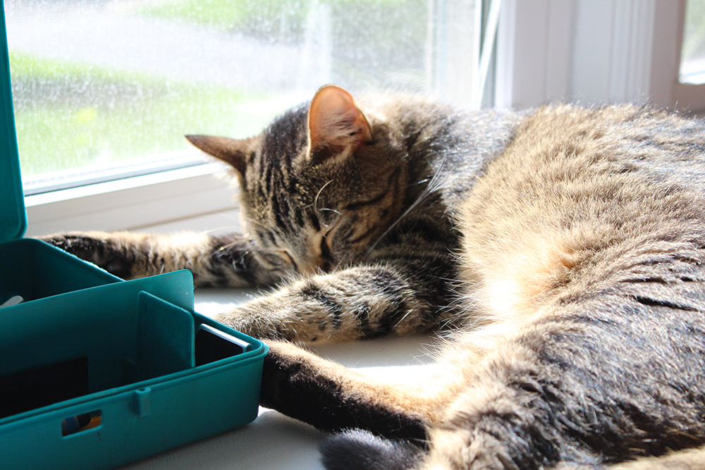 Laziest cat, ever.
