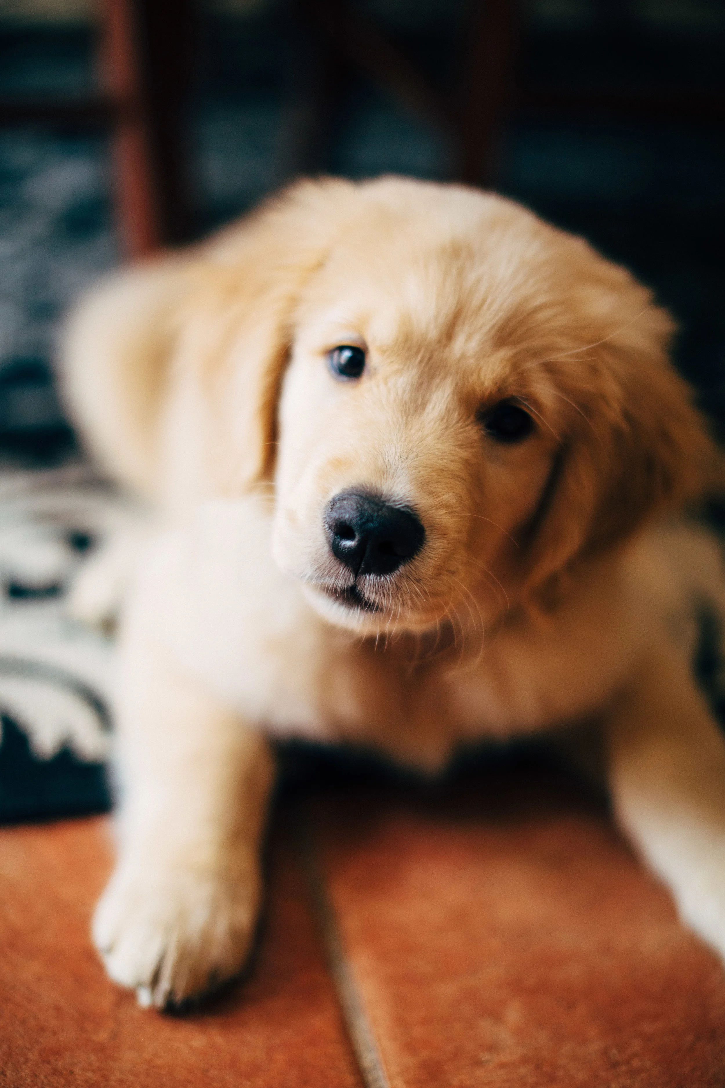 Henry The Golden Retriever Puppy Ellicott City Md Lifestyle Rachel Hanon Photography