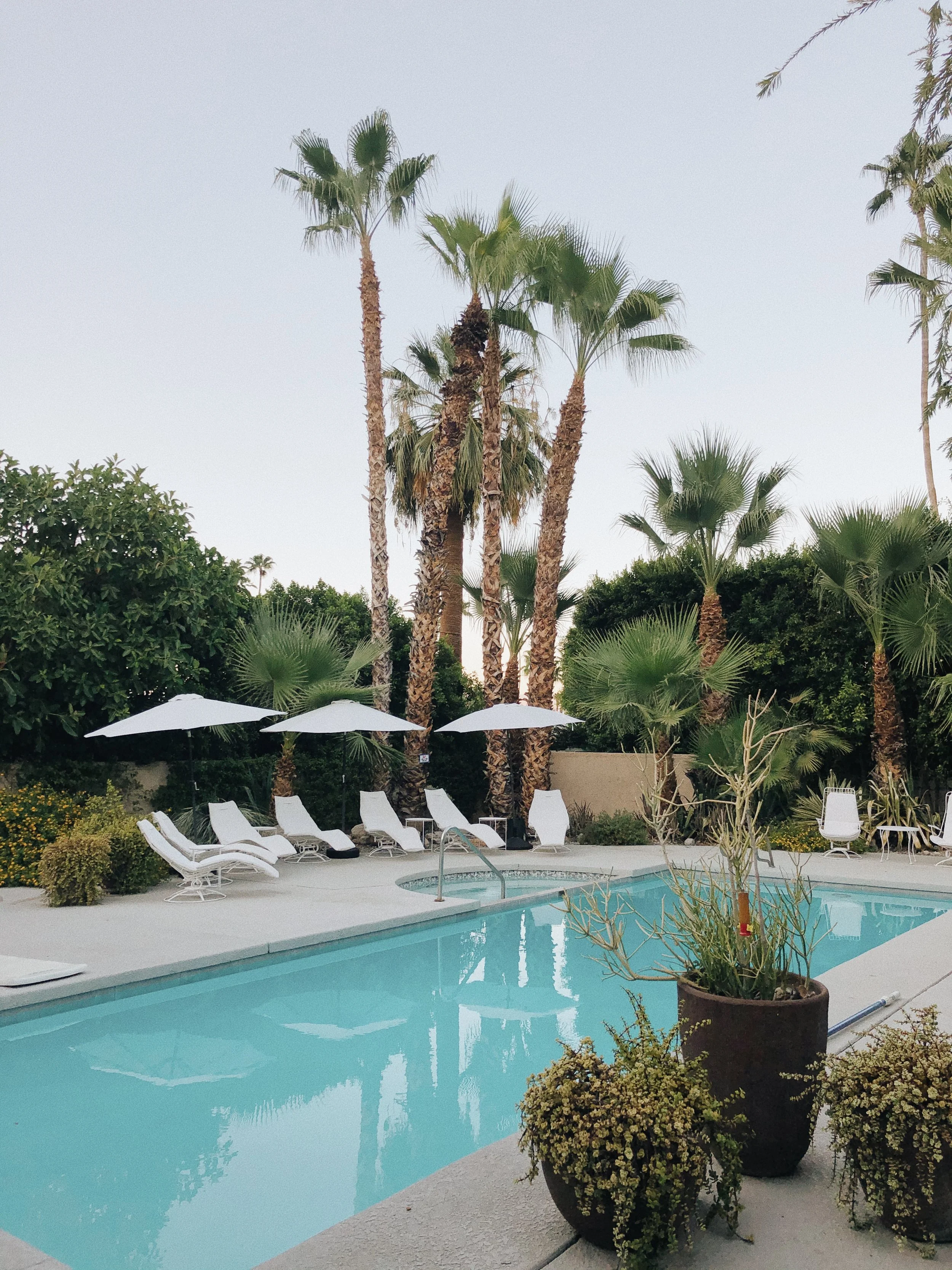 Palm-lined hotel pool with white umbrellas and lounge chairs.jpg