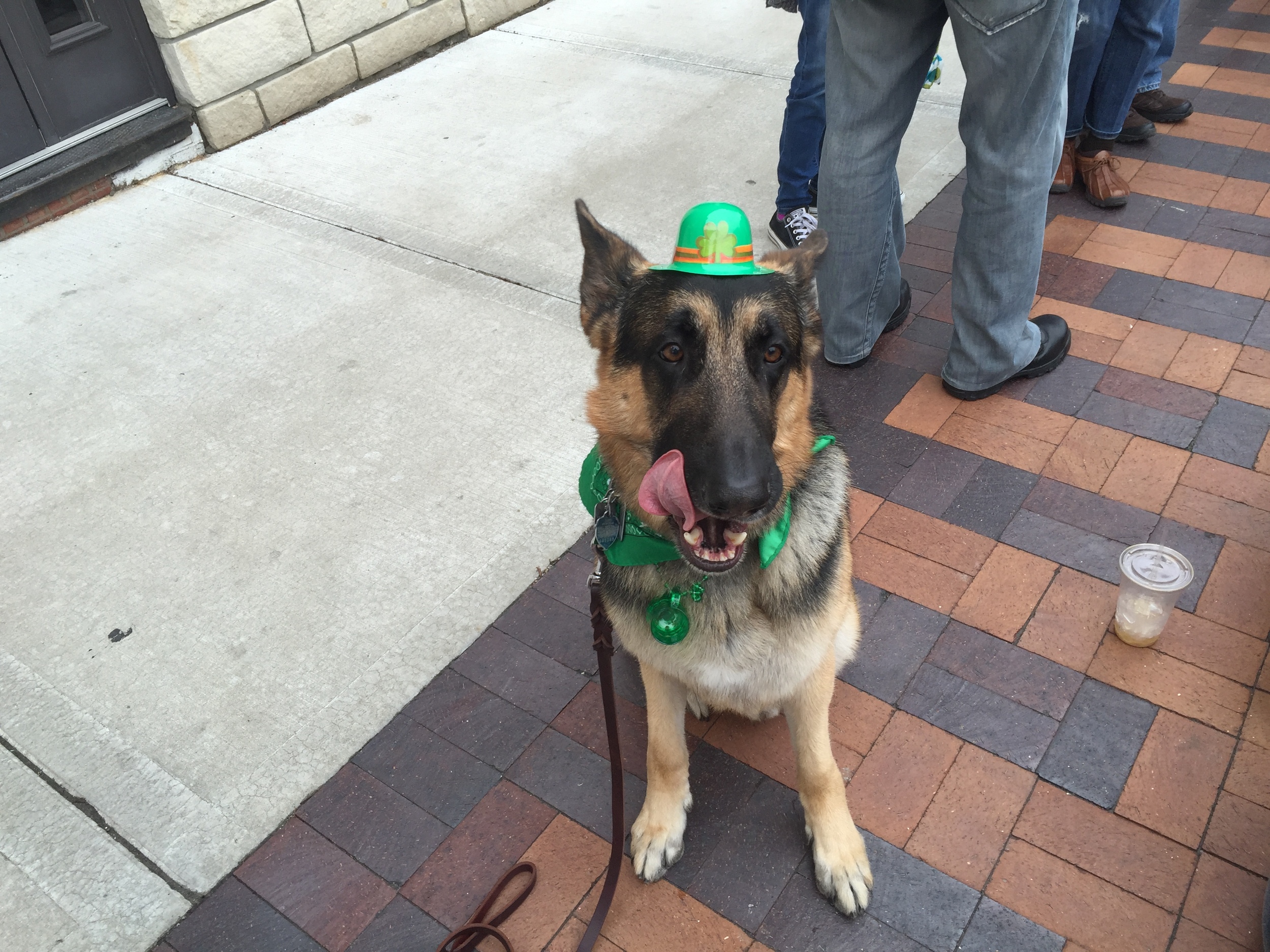 Marco, owned by Brad and Marion Baker , rocked the 2016 Lee's Summit St. Patrick's Day parade.