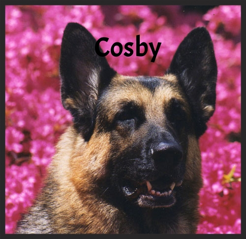 cosby-3--susan.jpg