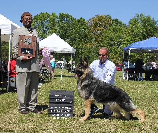 Kathy Potter's Coal , aka The American Pharoah of Tokaye Edan , was 2016 SE Best of Futurity under Judge Bart Bartley from the Intermediate Dog Class April 16. Lenny Brown was the handler. Proud owners are Kathy Potter , Antonio Porras and Debbie Atkinson. Coal was sired by Ch. Kennelwood's Man U Man ex Ch. Remembering me of Edan. Congratulations!