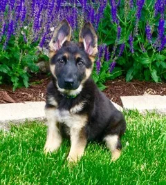 Tiffany Bartley kept a puppy from the Selena x Cowboy litter, born Feb. 12.