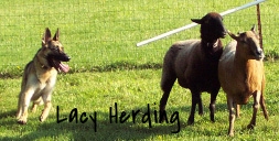 Lacy+herding.jpg