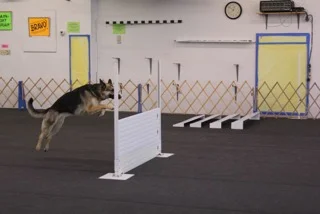 Cindy Hartman's MiJen's Willa, CD, RE, begins her take-off for the high jump in the Open class. Photo by Summer Cole