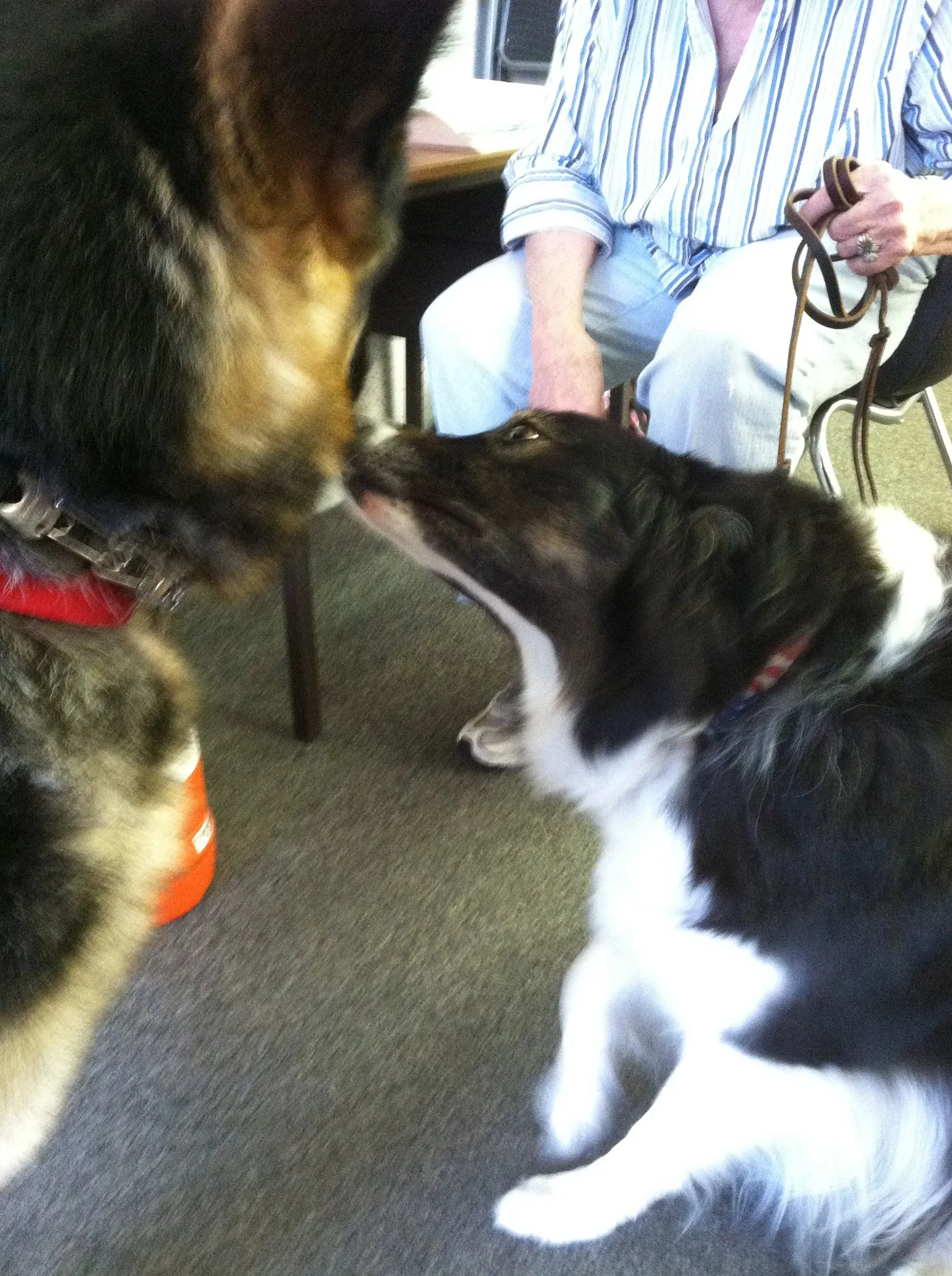 Dolly greeted GSD Buzz with Yvonne holding Dolly's leash in the background. 2014 Photo