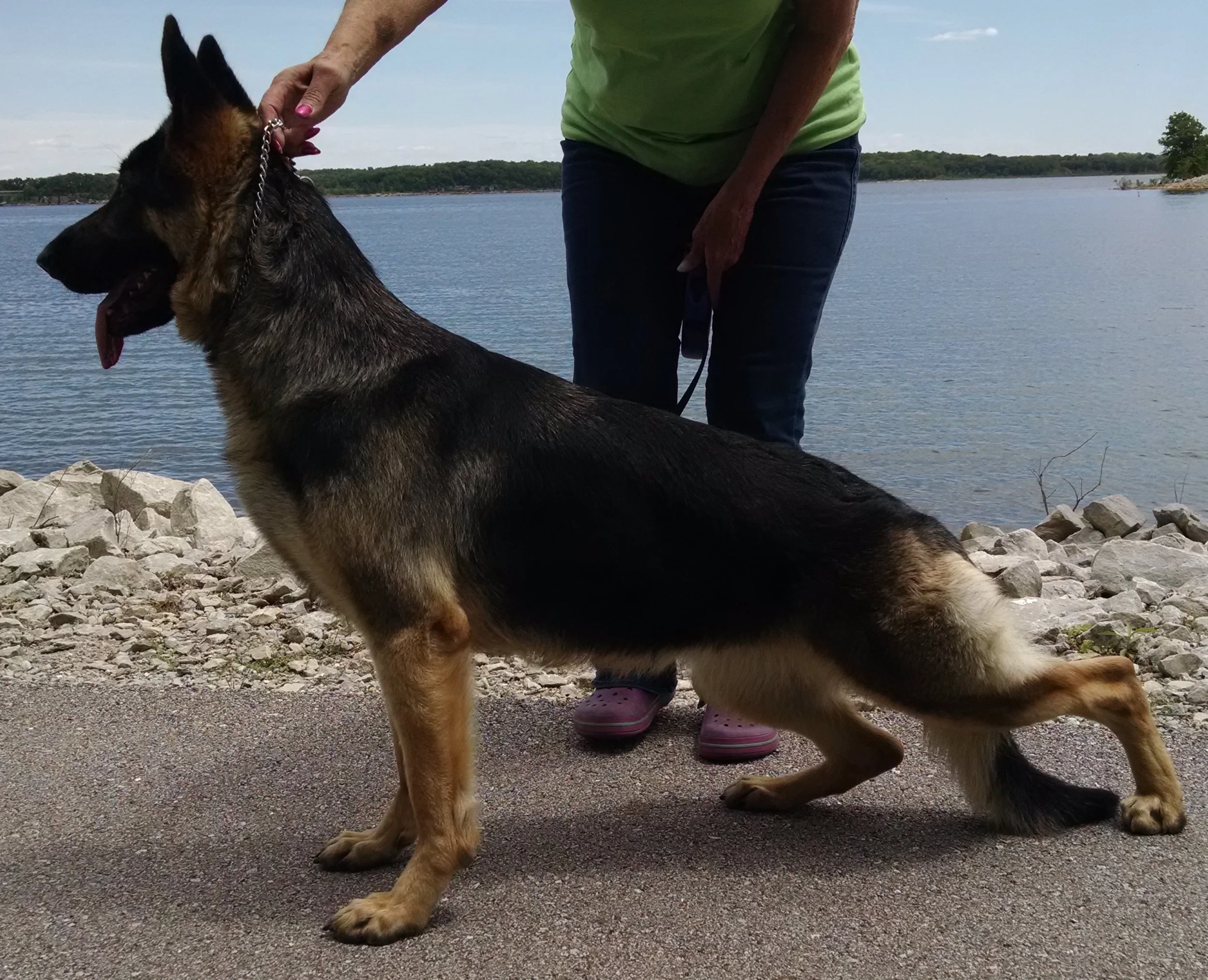 New Champion: Ch. Jalyn's Living the Life of Rylie