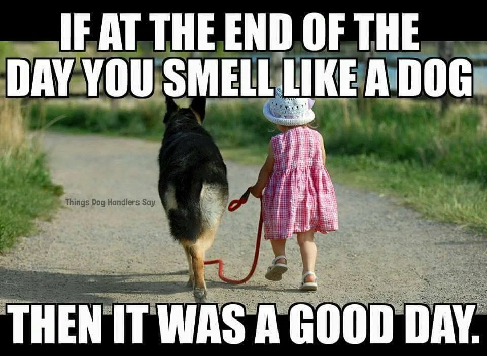 End of Day GSD.jpg