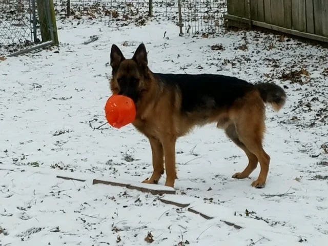 Floki