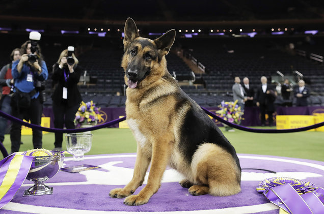 "RUMOR HAS IT" BEST IN SHOW 