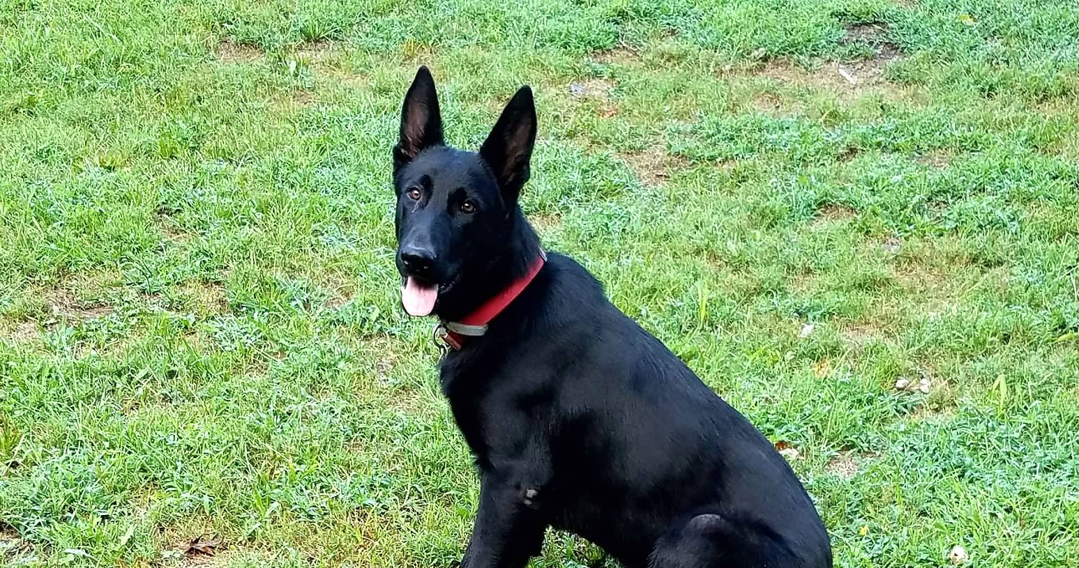  Obi