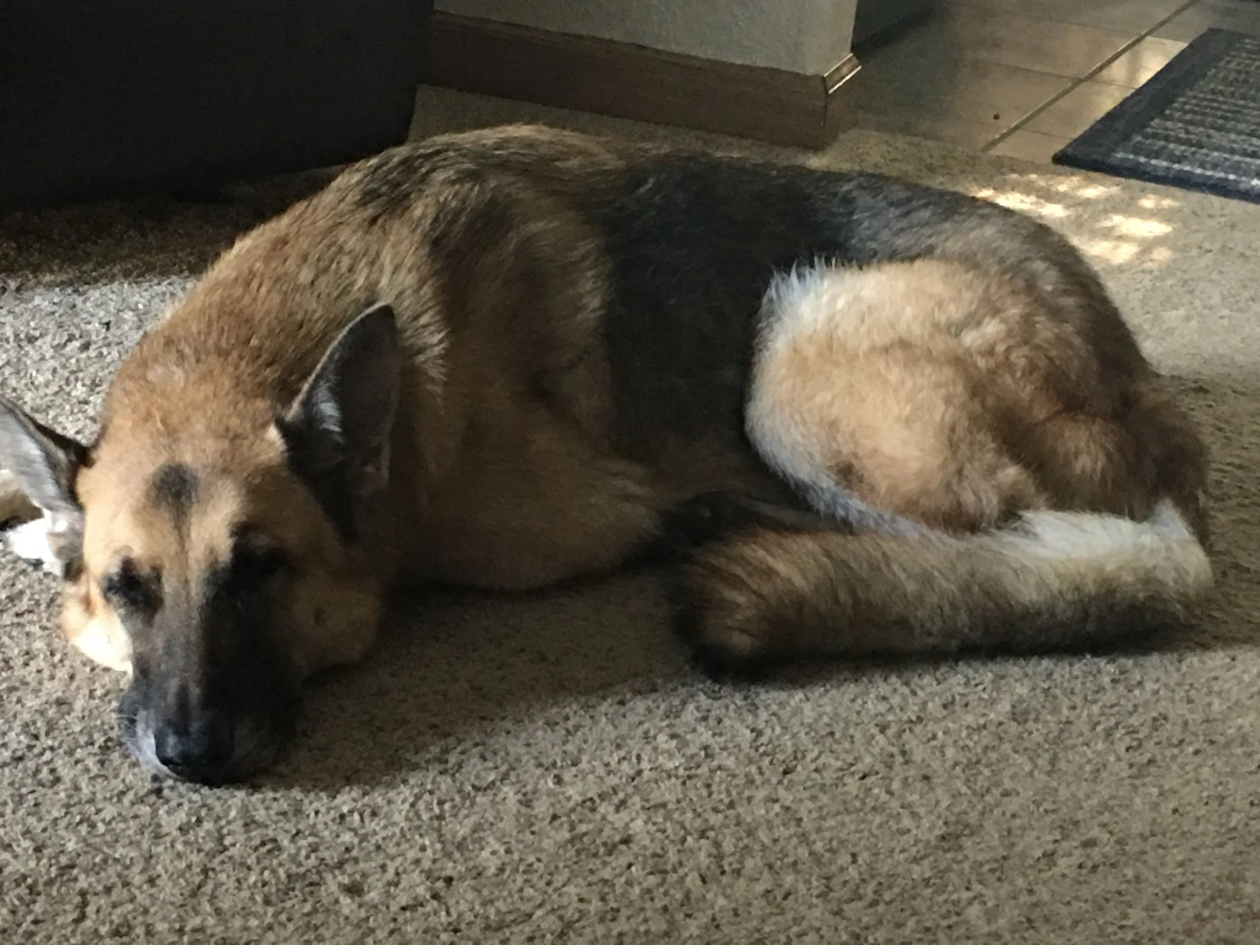 Mike and Nancy Kennedy had to say goodbye to Zena on October 4th. She was just under 11 years old and had cancer. 