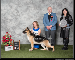  Allie - GRAND CHAMPION