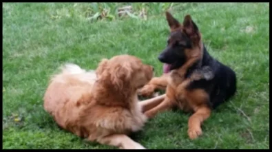 Ruger and Friend.jpg