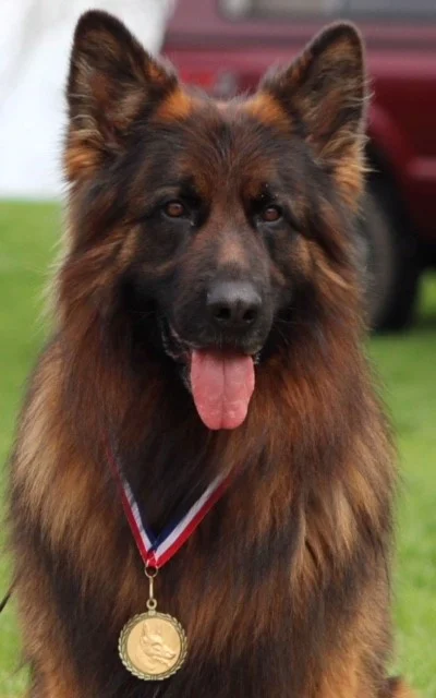 Stoick earned his SG1 (Sehr Gut) Very Good conformation rating in USCA (United Schutzhund Clubs of America)