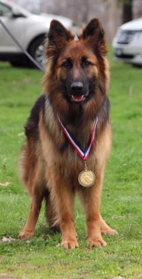 Astrid earned her SG1(Sehr Gut) Very Good conformation rating in USCA (United Schutzhund Clubs of America)