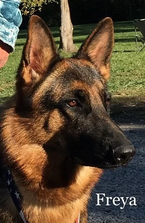 Freya earned the following titles CD (Companion Dog), RI (Rally Intermediate), TKN (Novice Trick Dog), CGCA (Advanced Canine Good Citizen) titles