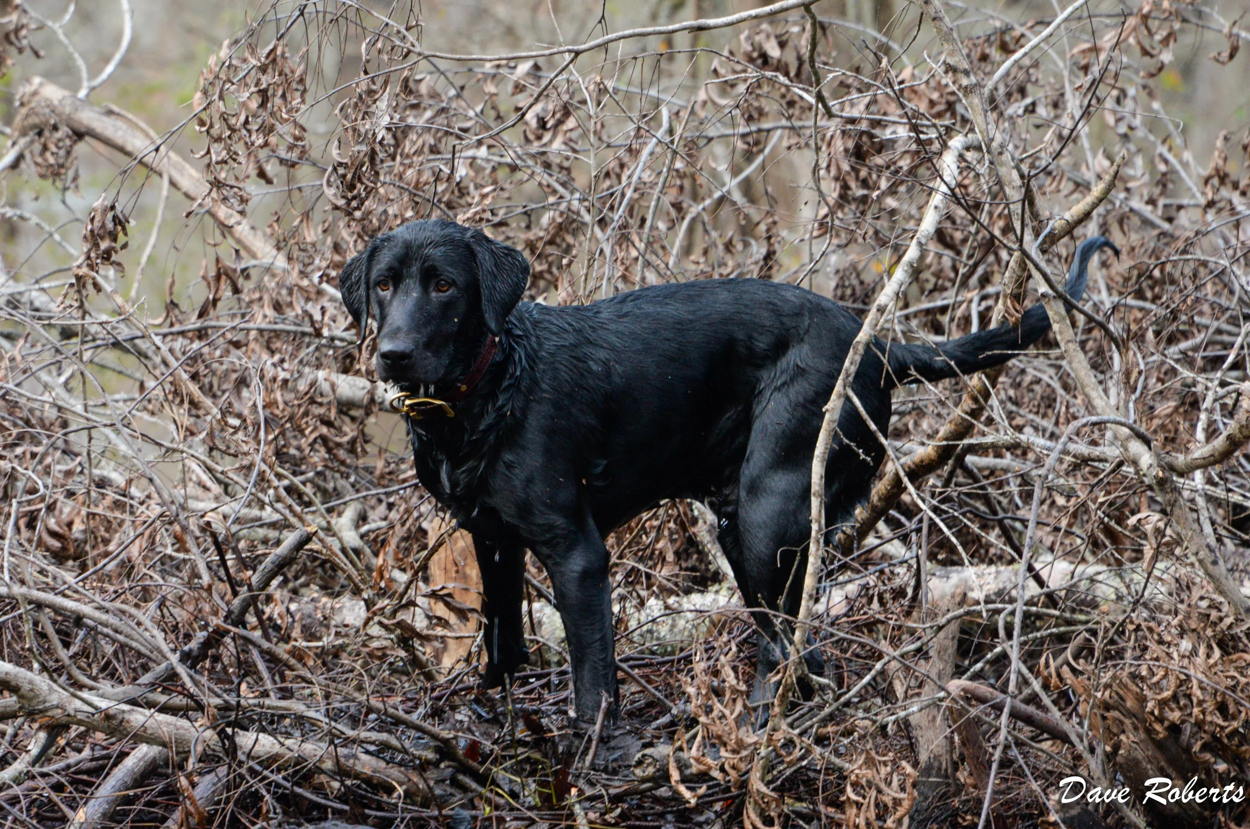 Case in the Sticks.jpg