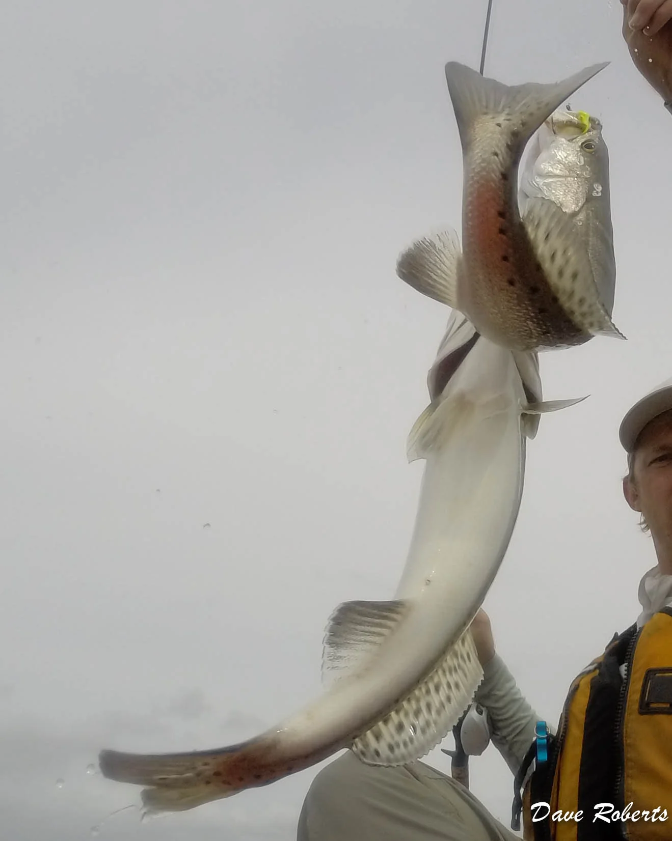 Double Trout.jpg