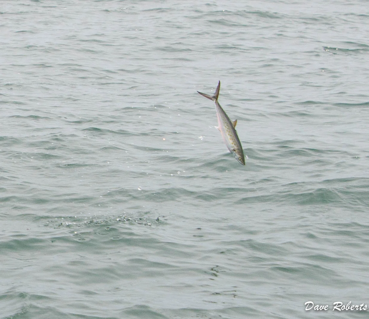 Mackerel 1.jpg