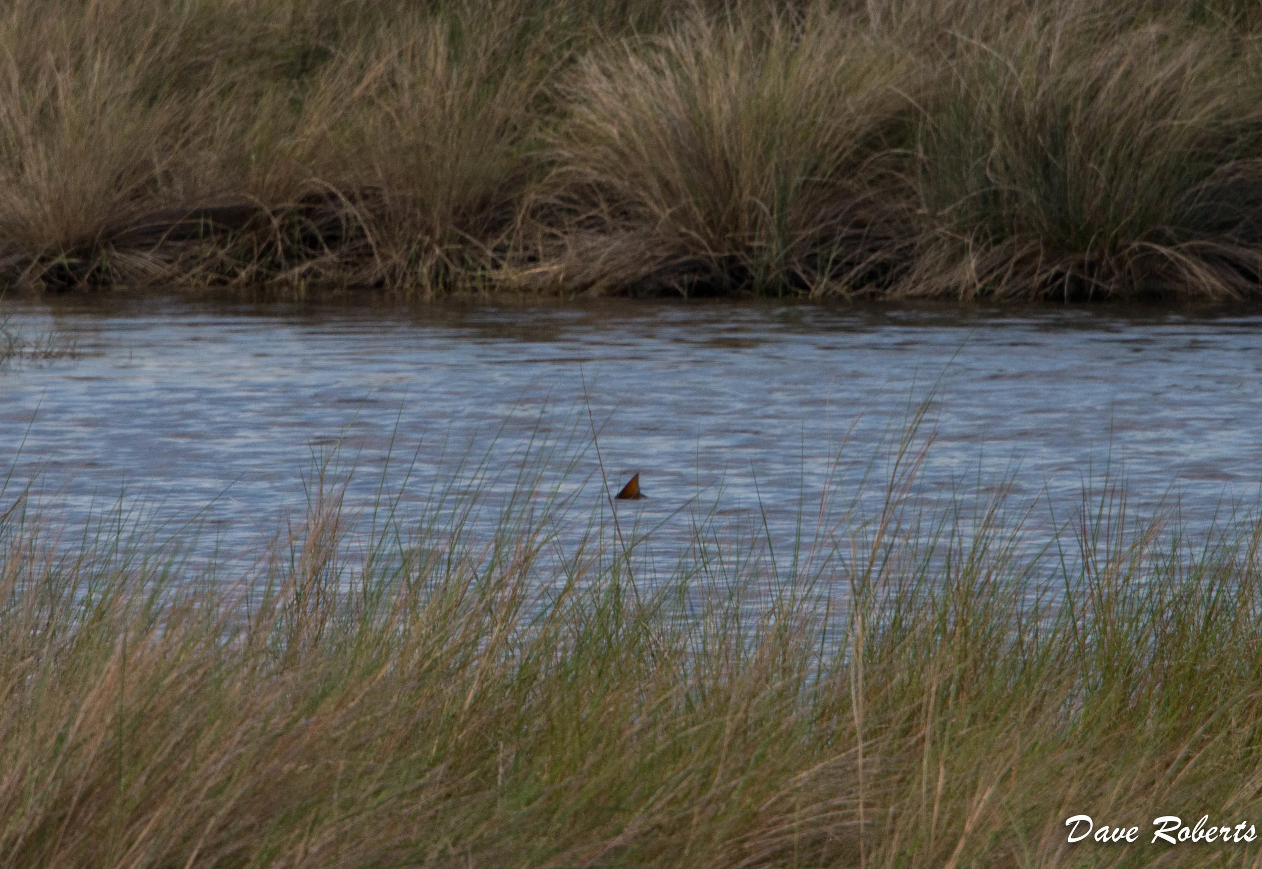 This gal was tailing around with a few others in a back pocket of a pond.