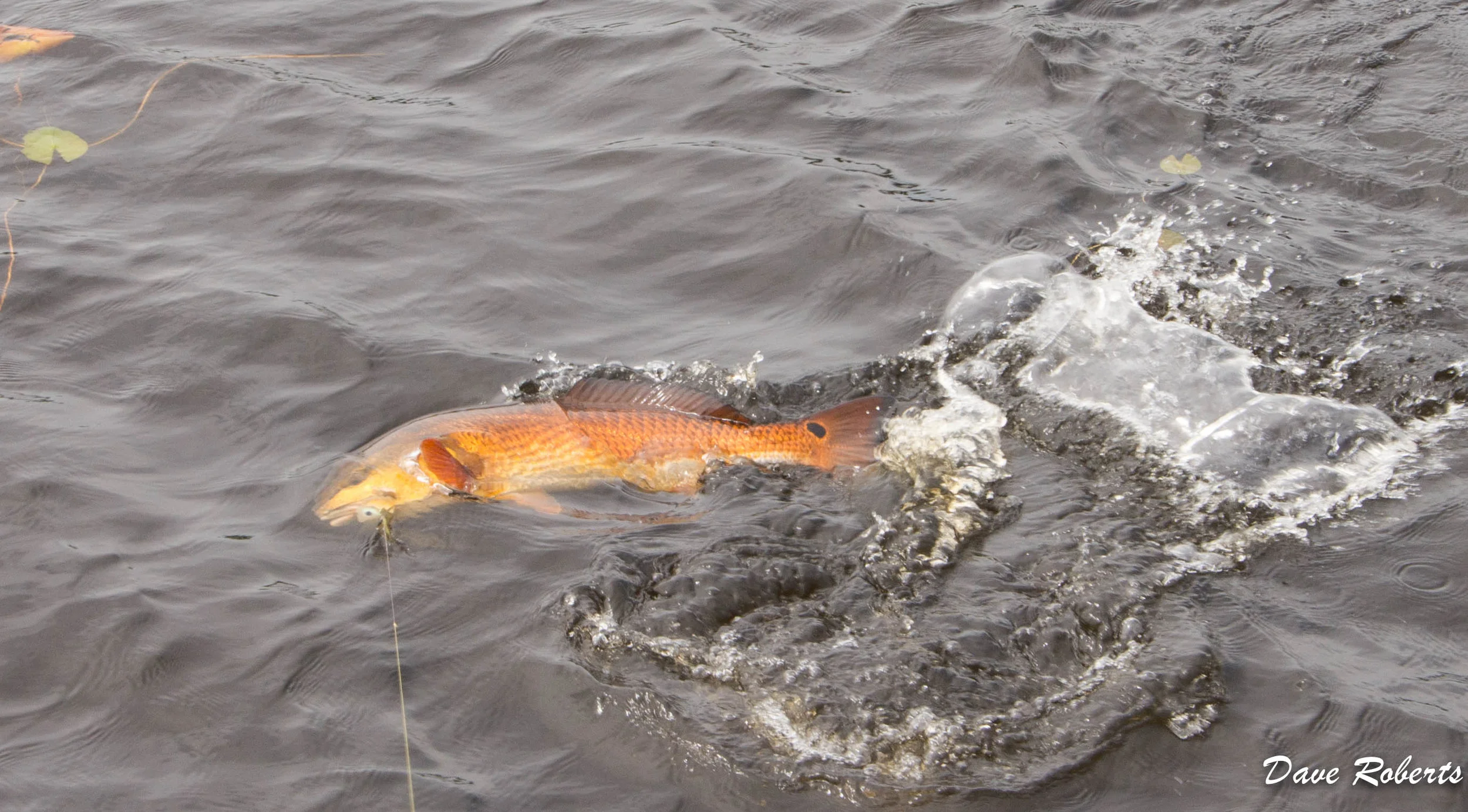 Take note of the color of fish and the lilly pads; that is how fresh of water this fish was caught in.