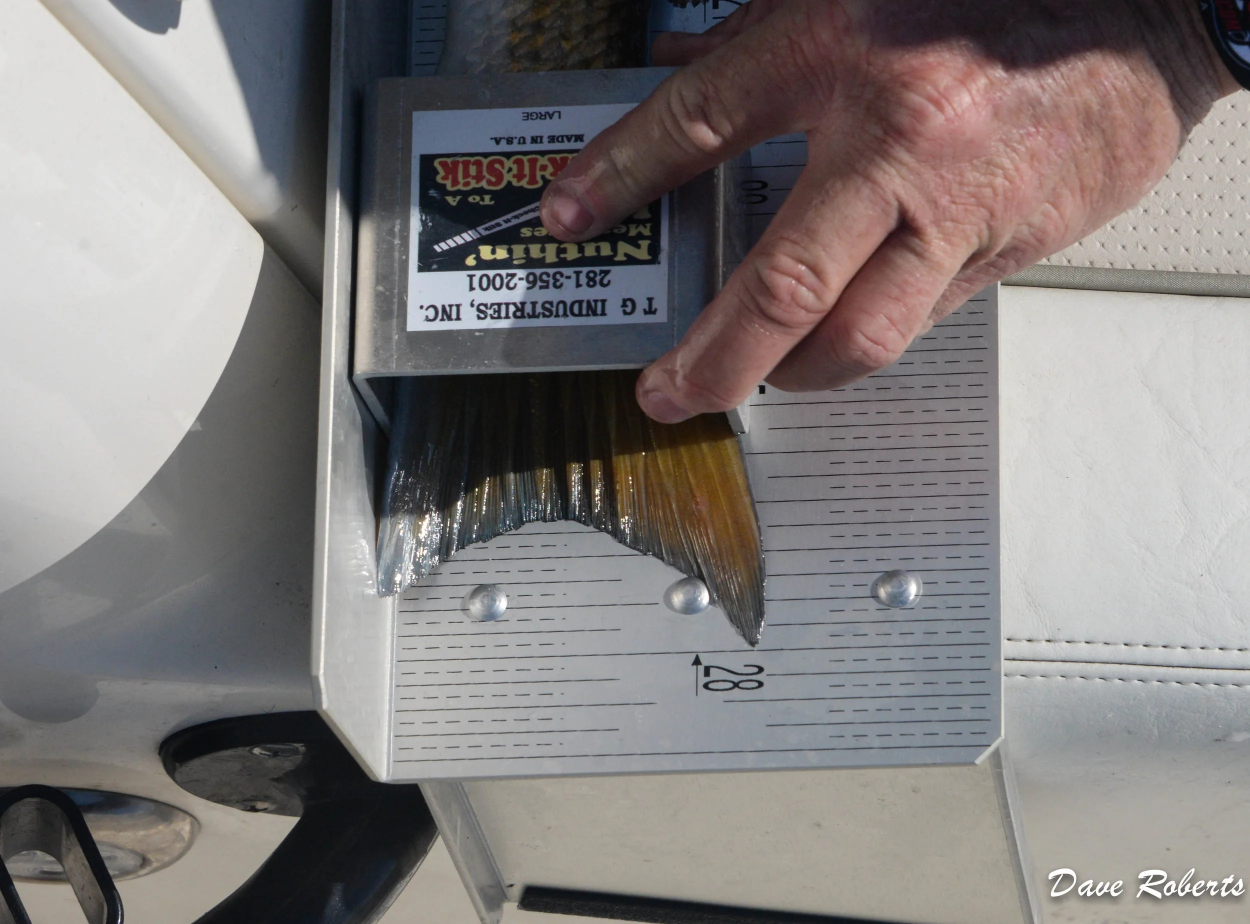 The perfect tournament fish