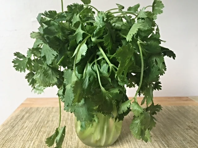 Benefits of Cilantro 