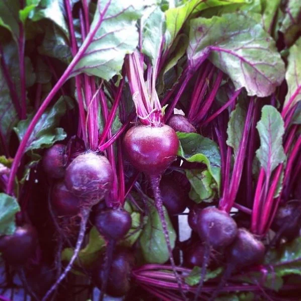 purplebeets.JPG