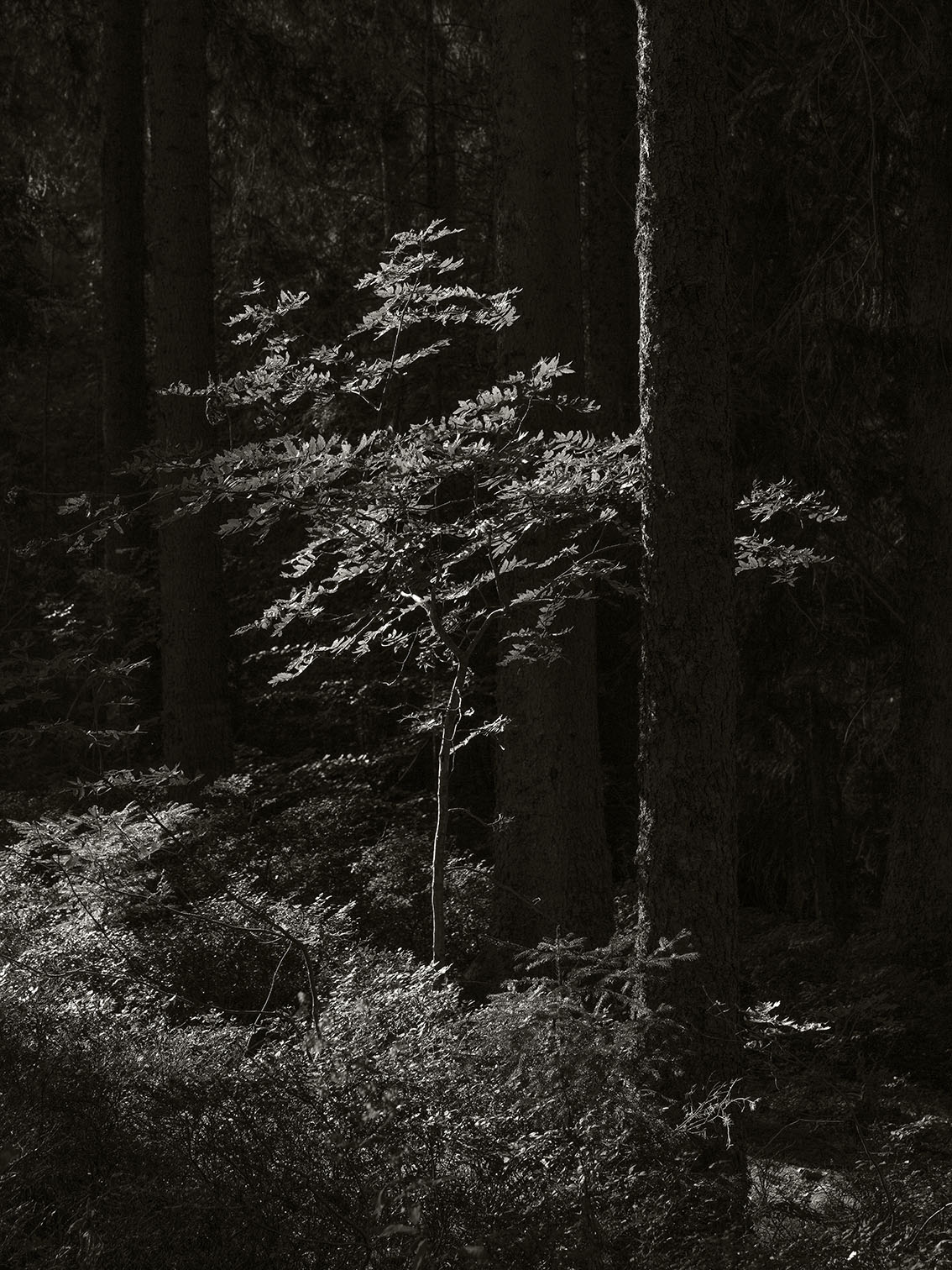  woods around the Windgfällweiher, Germany