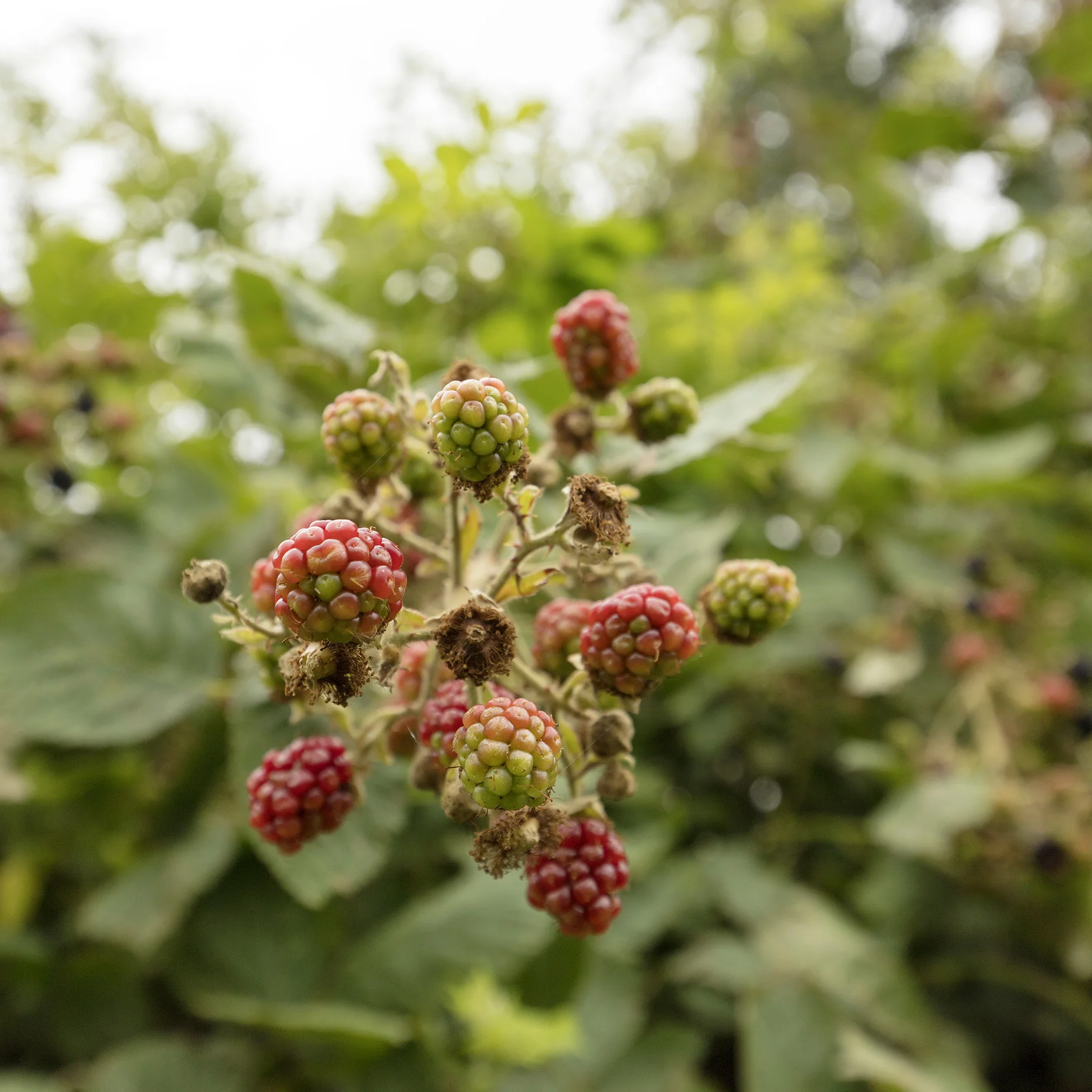 blackberries