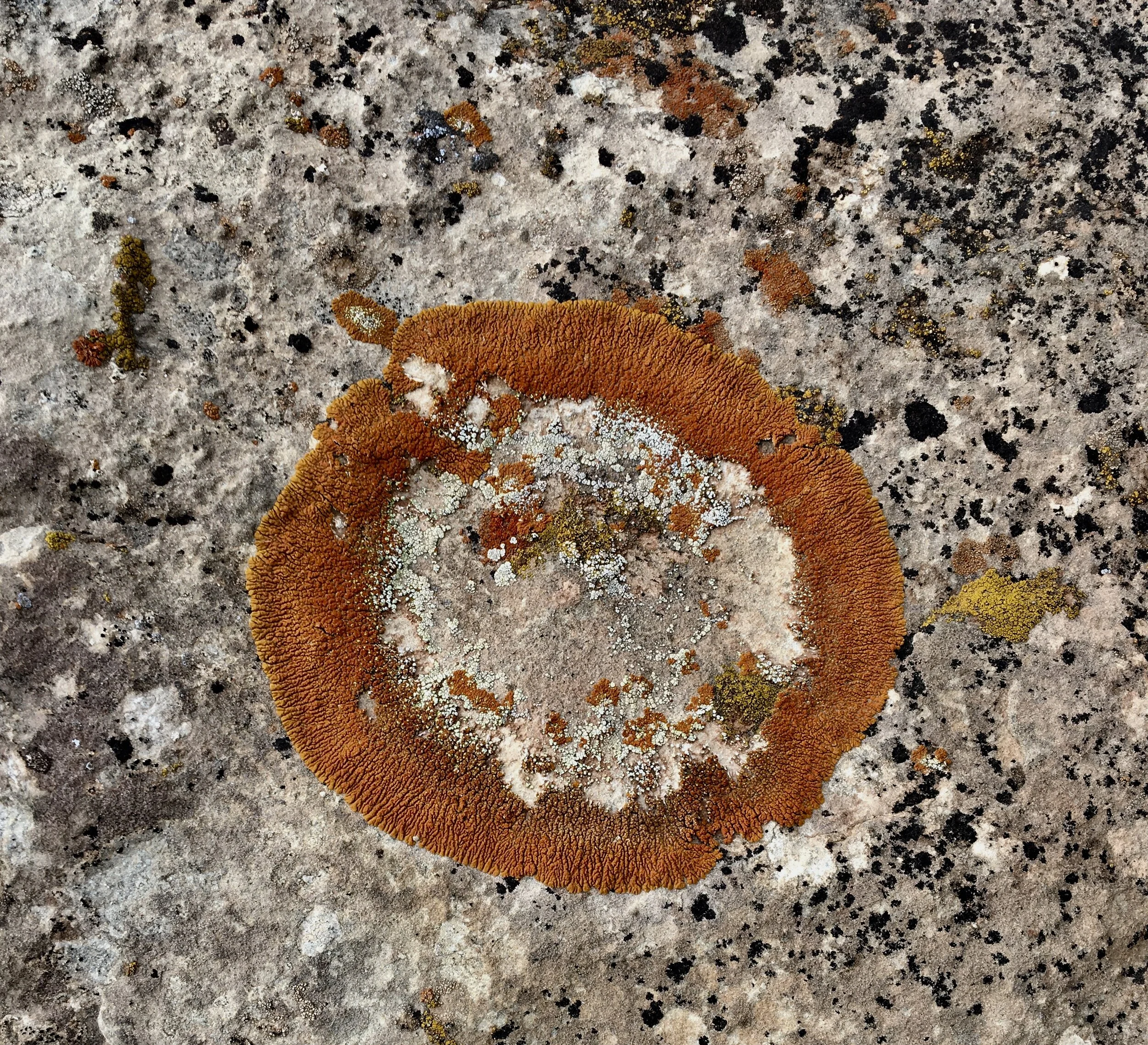 Dyad and Council Group (3/30/21) 