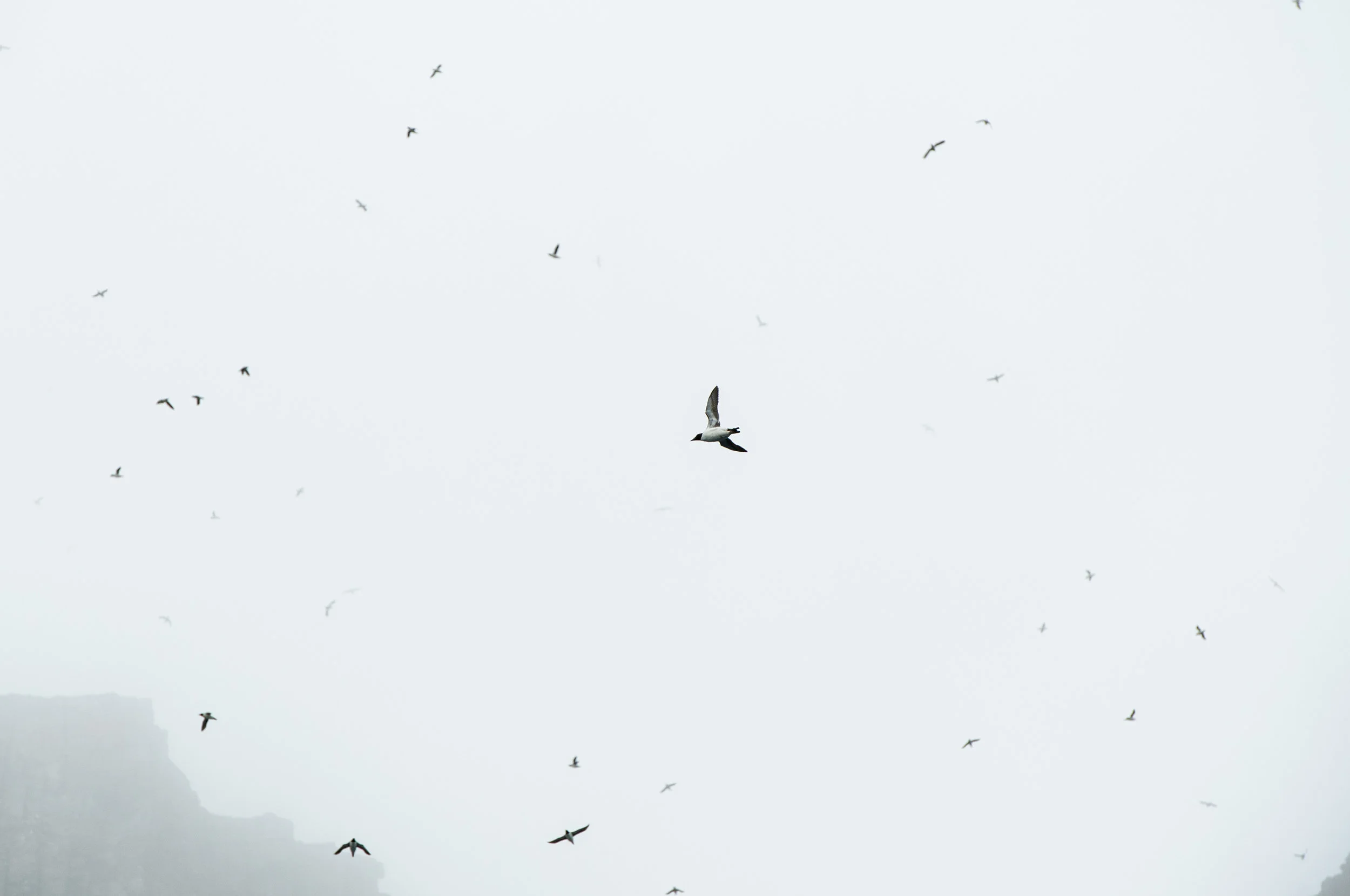 Arctic Gulls