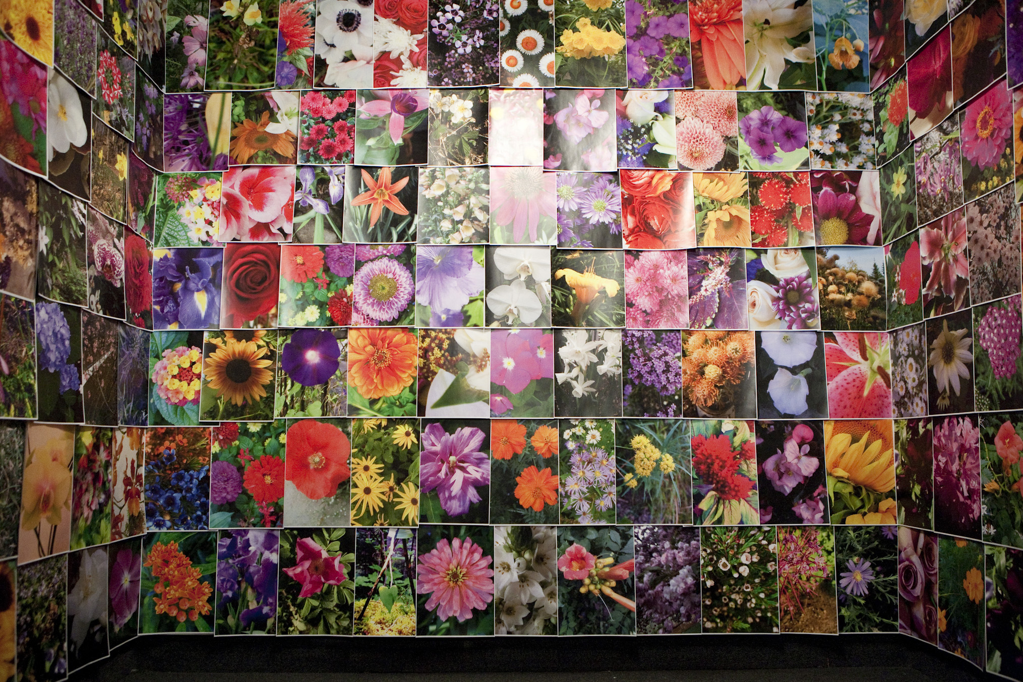 Open Love Letter, Flower Room . 11"x17" color prints. 2016. Nesbitt Gallery University of Arts and Sciences Oklahoma. Open Love Letter, Flower Room is a collection of flower images that I have been “gathering” from my partner since we began our relationship. Every day, unless together, he sends an image of a flower taken from his phone from wherever he is, before noon. They illustrate how relationships can be connected through technology. Printing them I am able to give a physicality to these “digital flowers” and share this modern day facet of a romantic act. 