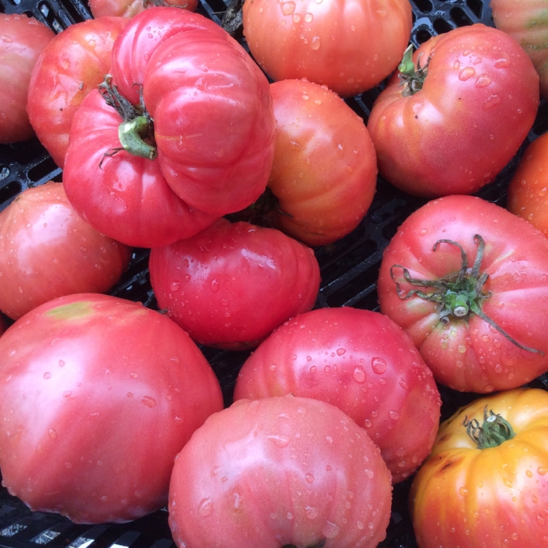 Home Grown Tomatoes