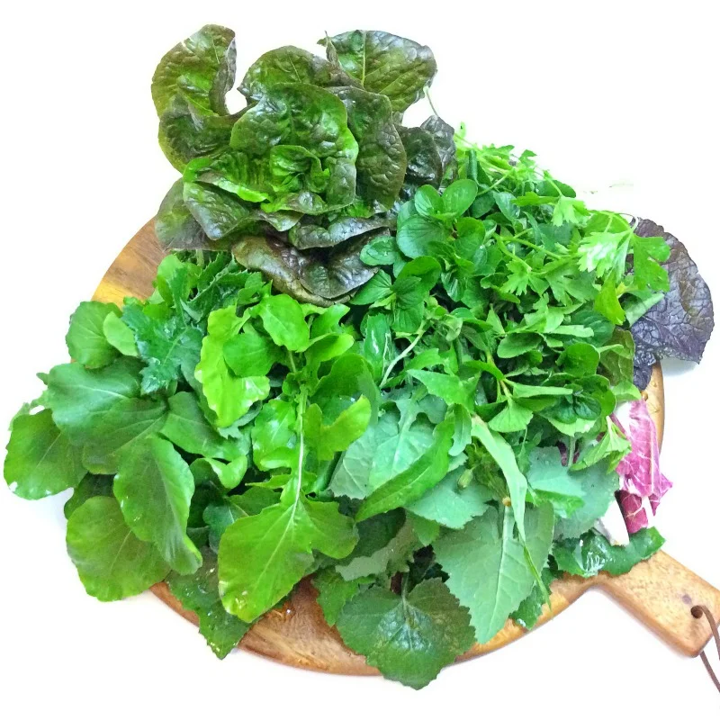 Mangiafoglia: (Italian) To Eat Leaves. HOW GORGEOUS ARE THESE LEAFT GREENS, FRESH FROM MY LITTLE ORGANIC VEGGIE GARDEN?!?!