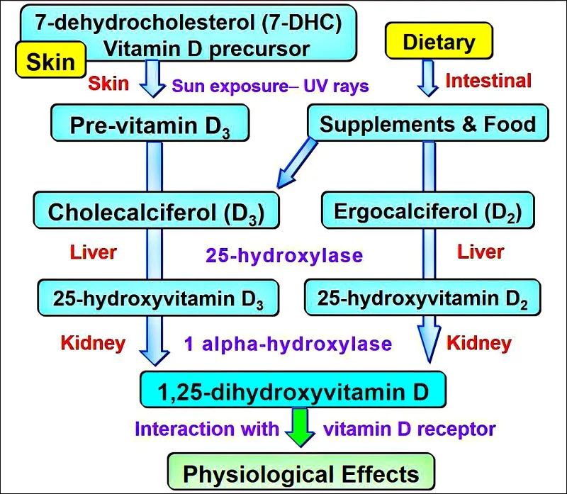 diagrams reproduced from: S.J. Wimalawansa, Non-musculoskeletal benefits of vitamin D, J. Steroid Biochem. Mol. Biol. (2016): https://www.sciencedirect.com/science/article/pii/S0960076016302527?via%3Dihub